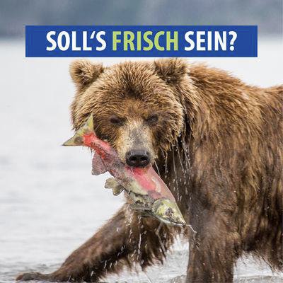 Bär mit Fisch im Maul Bär mit Fisch im Maul